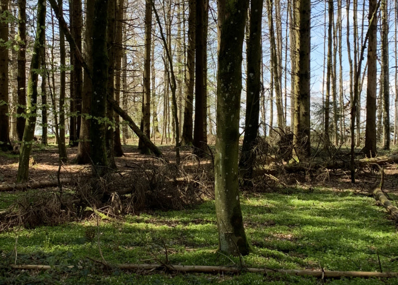 FOREST BATHING - QWSTION