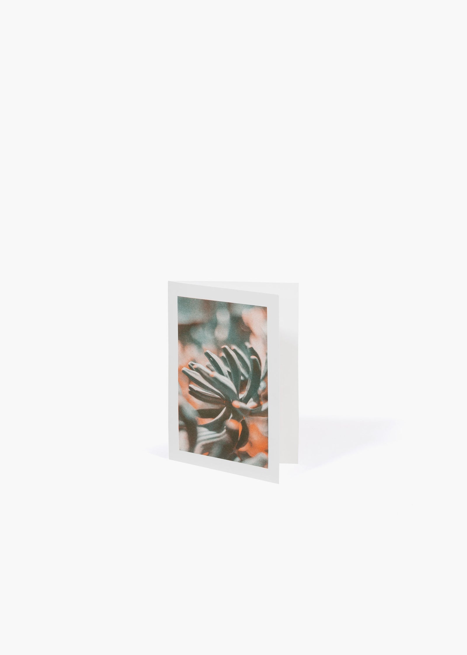 QWSTION + Bienvenue Studios Card Musa Textilis – Fruit